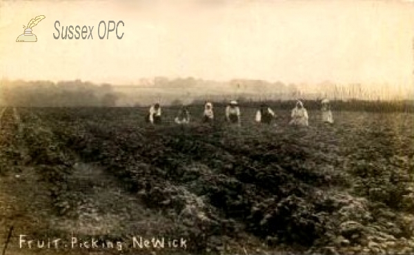 Image of Newick - Fruit Picking
